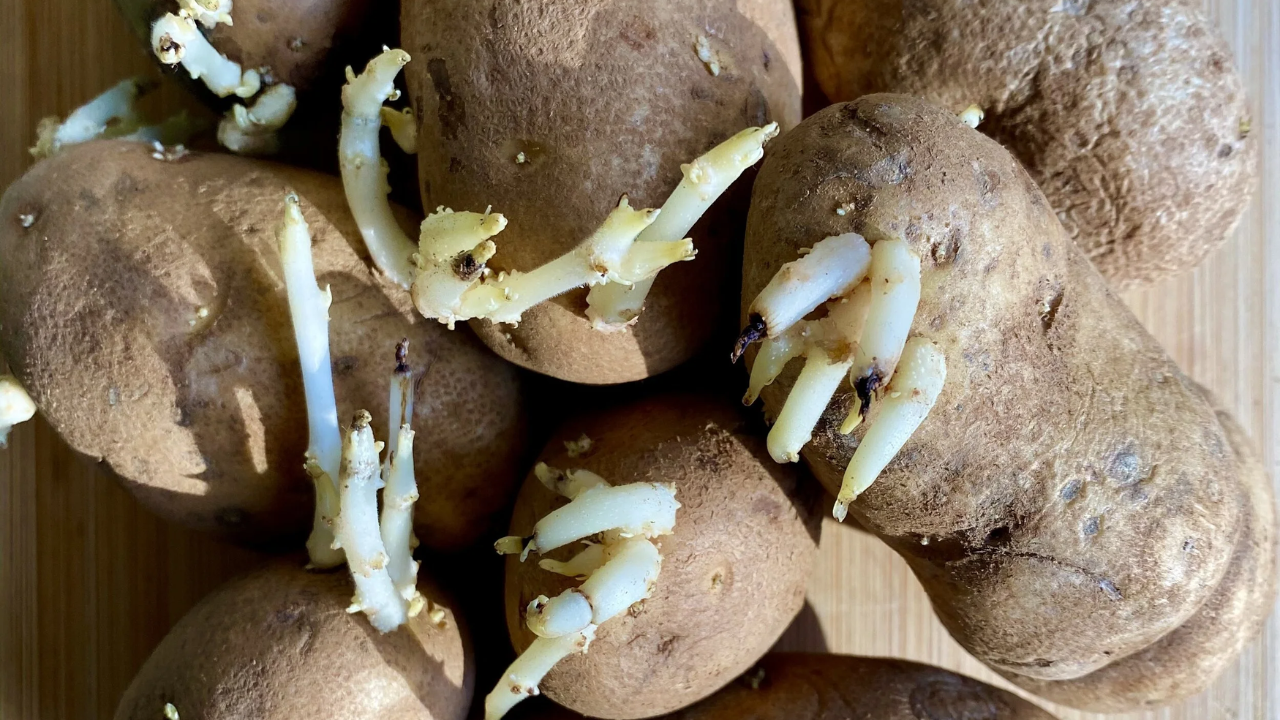 त्यासाठी बटाटे साठवताना काही साधे नियम पाळावेत. त्यांना नेहमी थंड, कोरड्या आणि अंधाऱ्या जागी ठेवा. ओलसर ठिकाणी ठेवल्यास बटाटे लवकर अंकुरतात. तसेच, एकावेळी खूप मोठ्या प्रमाणात बटाटे खरेदी करू नका; फक्त एक ते दीड आठवड्यात संपतील इतकेच घ्या.