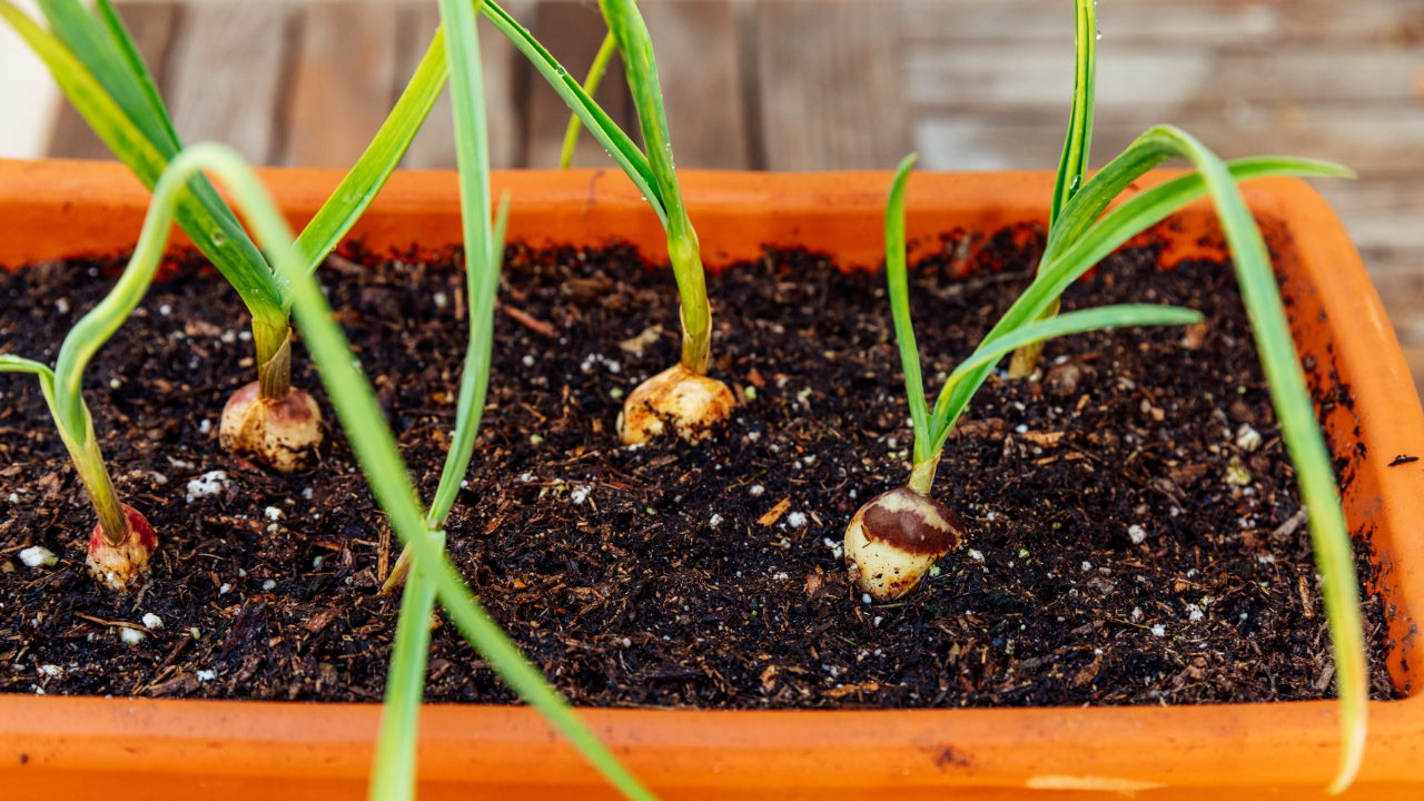 कुंडीत लसूण उगवण्याची सोपी आणि घरगुती पद्धत! आता घरातच मिळेल ताजे लसूण