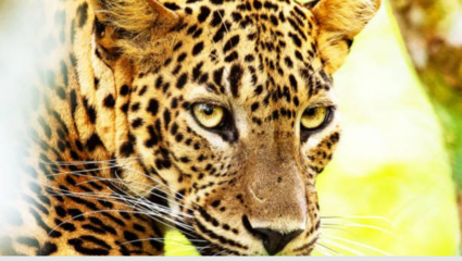 Ahilyanagar News: बिबट्याच्या हल्ल्याचा परिणाम शाळांच्या वेळांवर! आता परिपाठात शिकवण्यात येणार सुरक्षिततेचा धडा