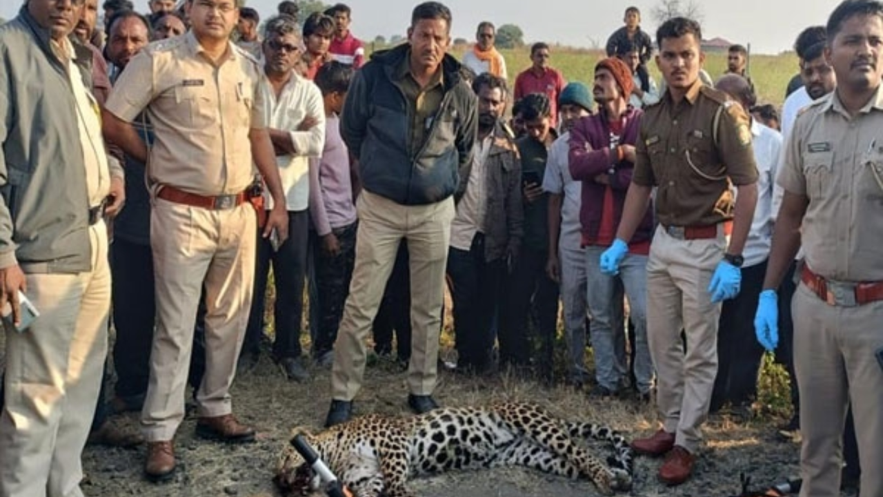 भररस्त्यात भरधाव वाहनाच्या धडकेने बिबट्या जागीच ठार! अकोला-हैदराबाद महामार्गावरील सावरगाव नजीकची घटना