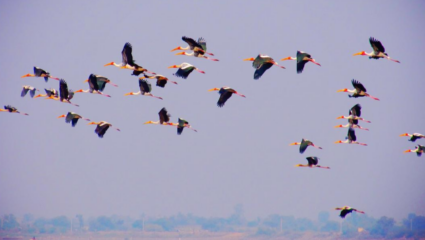 Washim News: जिल्ह्यात परदेशी पाहुण्या पक्ष्यांची हजेरी वाढू लागली! हिवाळी पाहुणे महाराष्ट्रात दाखल