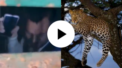 बिबट्या पकडणाऱ्या जाळीत अडकला माणूस! ‘चेहरा पाहाल तर येईल दया, पण यह जाली में कैसे गया?’ Viral Video पहाच