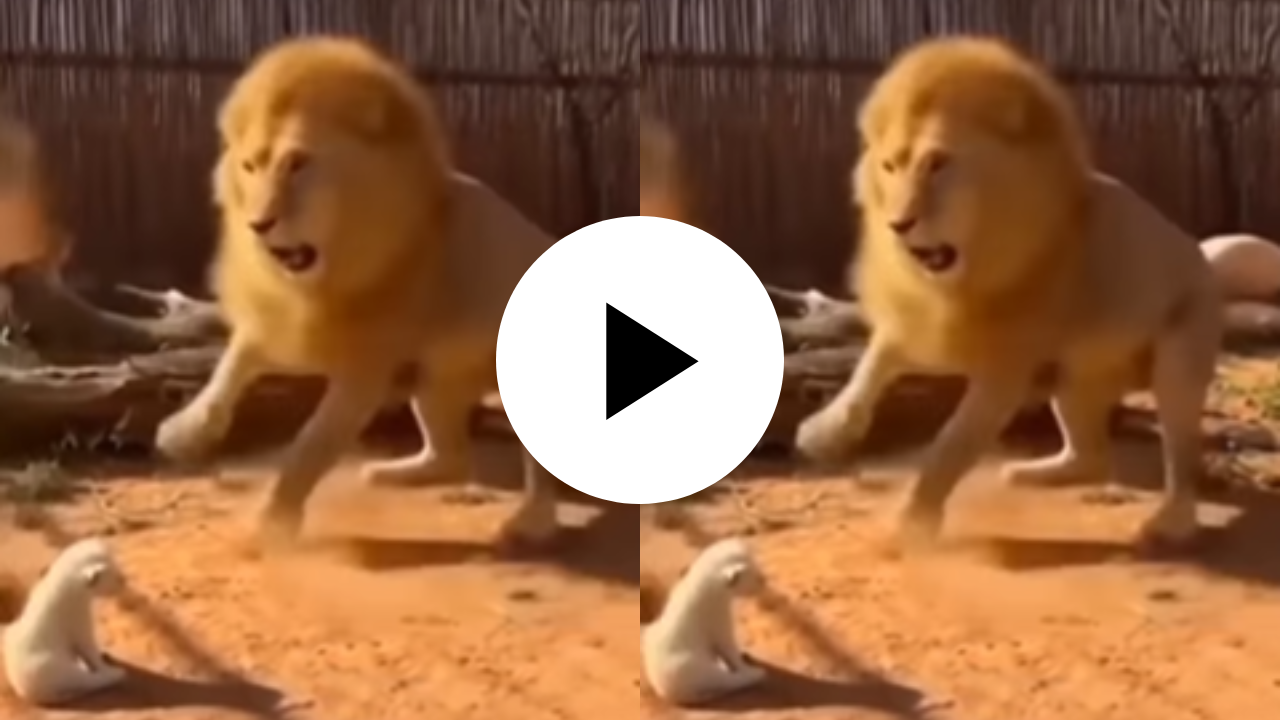 ‘मी सावळा तर माझा छावा गोरा कसा?’ पिल्लाला पाहून सिंह झाला रागाने लाल, हे बेणं नक्कीच मित्राचं; रागात धरली पाकट… Viral Video