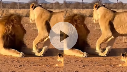 “त्या लेकराला का मारताय? तुमच्या तर…” सिंहिणीने सिंहाच्या दिली कानाखाली; बायकोचा दरारा प्राण्यांमध्येही! Viral Video