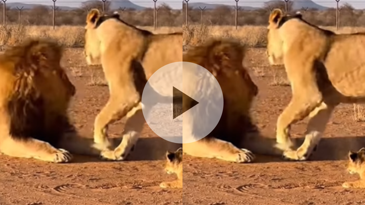 “त्या लेकराला का मारताय? तुमच्या तर…” सिंहिणीने सिंहाच्या दिली कानाखाली; बायकोचा दरारा प्राण्यांमध्येही! Viral Video