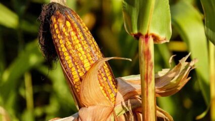 Nashik News : आधारभूत किंमतीची मका खरेदी पडणार लांबणीवर, खरेदीसाठी राज्य शासनाकडून तारीख पे तारीख