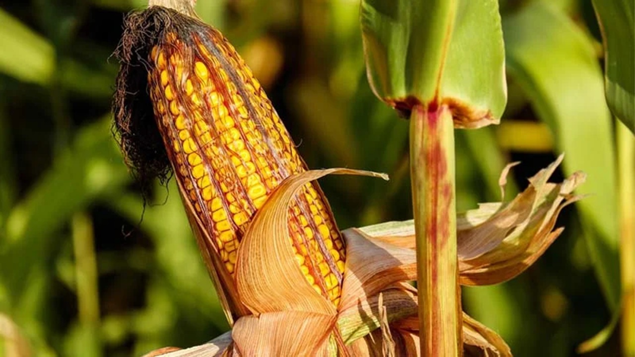 Nashik News : आधारभूत किंमतीची मका खरेदी पडणार लांबणीवर, खरेदीसाठी राज्य शासनाकडून तारीख पे तारीख