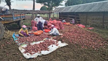 कांदा उत्पादक शेतकरी आर्थिक संकटात; पीक सडल्याने भांडवली खर्चही निघेना