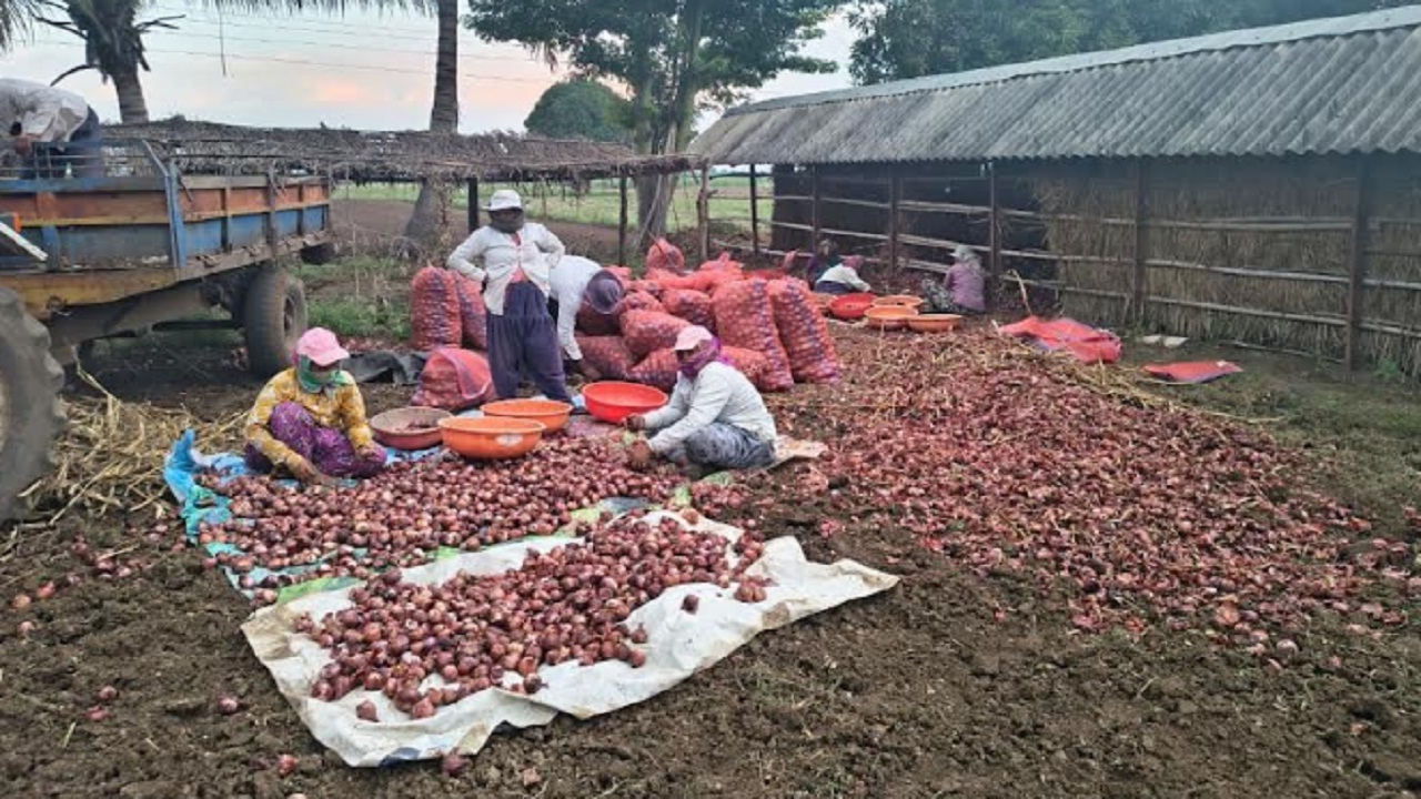 कांदा उत्पादक शेतकरी आर्थिक संकटात; पीक सडल्याने भांडवली खर्चही निघेना