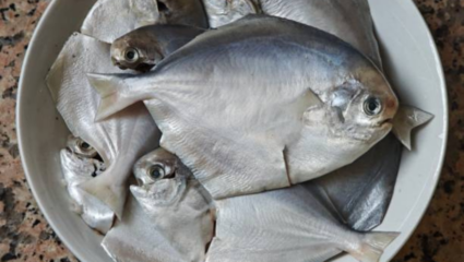 Palghar News: मत्स्यव्यवसाय विभागाचा इशारा; चंदेरी पापलेटच्या संवर्धनासाठी जनजागृती आवश्यक