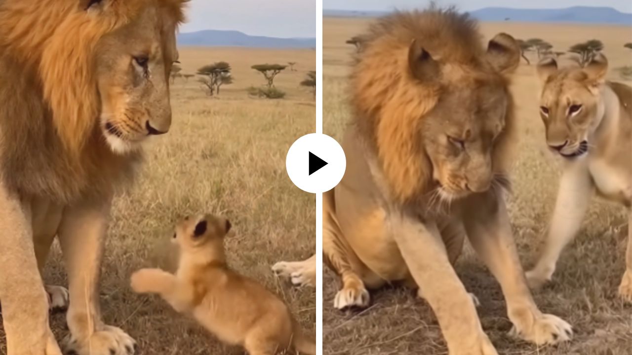 बछड्यावर हात उचलताच सिंहीणी रागातच उठली, थेट जंगलाच्या राजालाच मारली थप्पड; मजेदार Video Viral