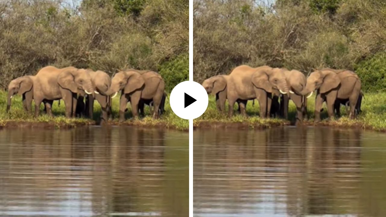 पाण्यात बुडत होत हत्तीचं पिल्लू, वाचवण्यासाठी आईसह संपूर्ण कुटुंबाने घेतली धाव; हृदयस्पर्शी Video Viral