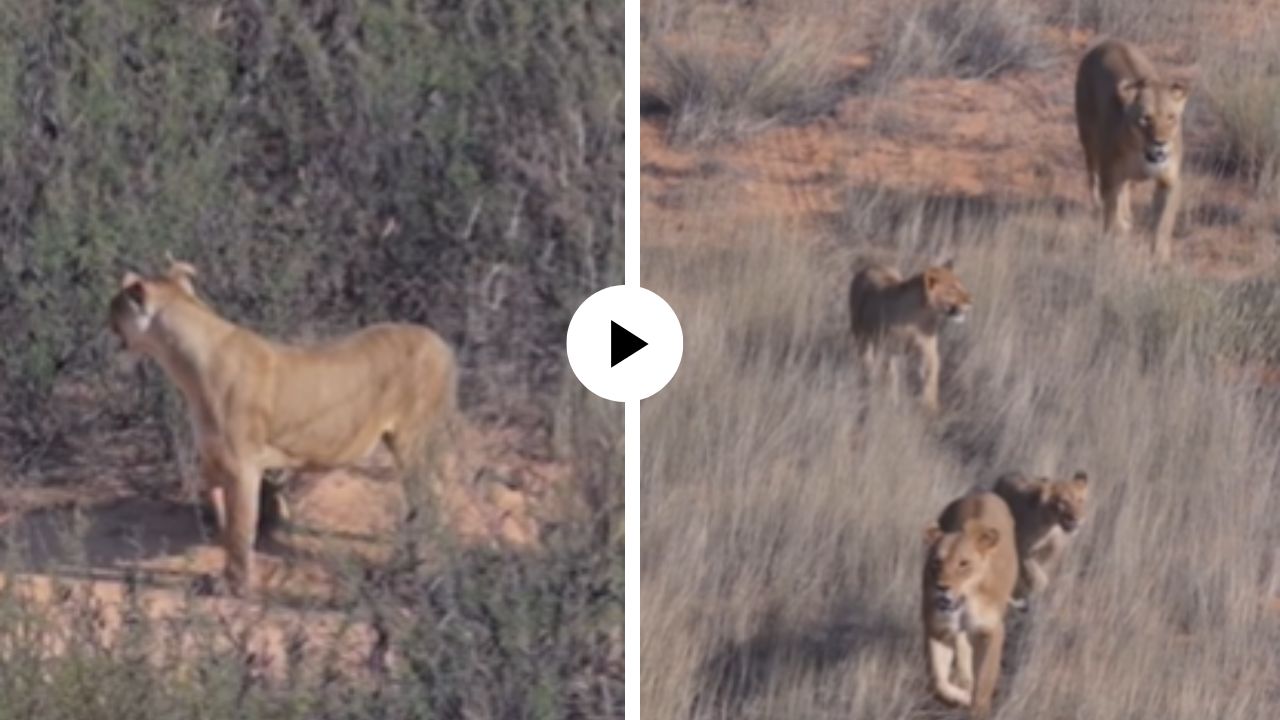 7 सिंहांना एकट्या सिंहीनीने दिली झुंज, जंगलात दिसले सत्तेचे दुर्लभ दृश्य… पाहून सर्वच अवाक्; Video Viral