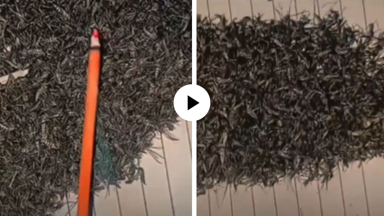 अख्खा मच्छर समाज घाबरलेला आहे! अगरबत्तीच्या एका काडीने केला सर्वांचा खेळ खल्लास, पाहून सर्वच हादरले; Video Viral अख्खा मच्छर समाज घाबरलेला आहे! अगरबत्तीच्या एका काडीने केला सर्वांचा खेळ खल्लास, पाहून सर्वच हादरले; Video Viral