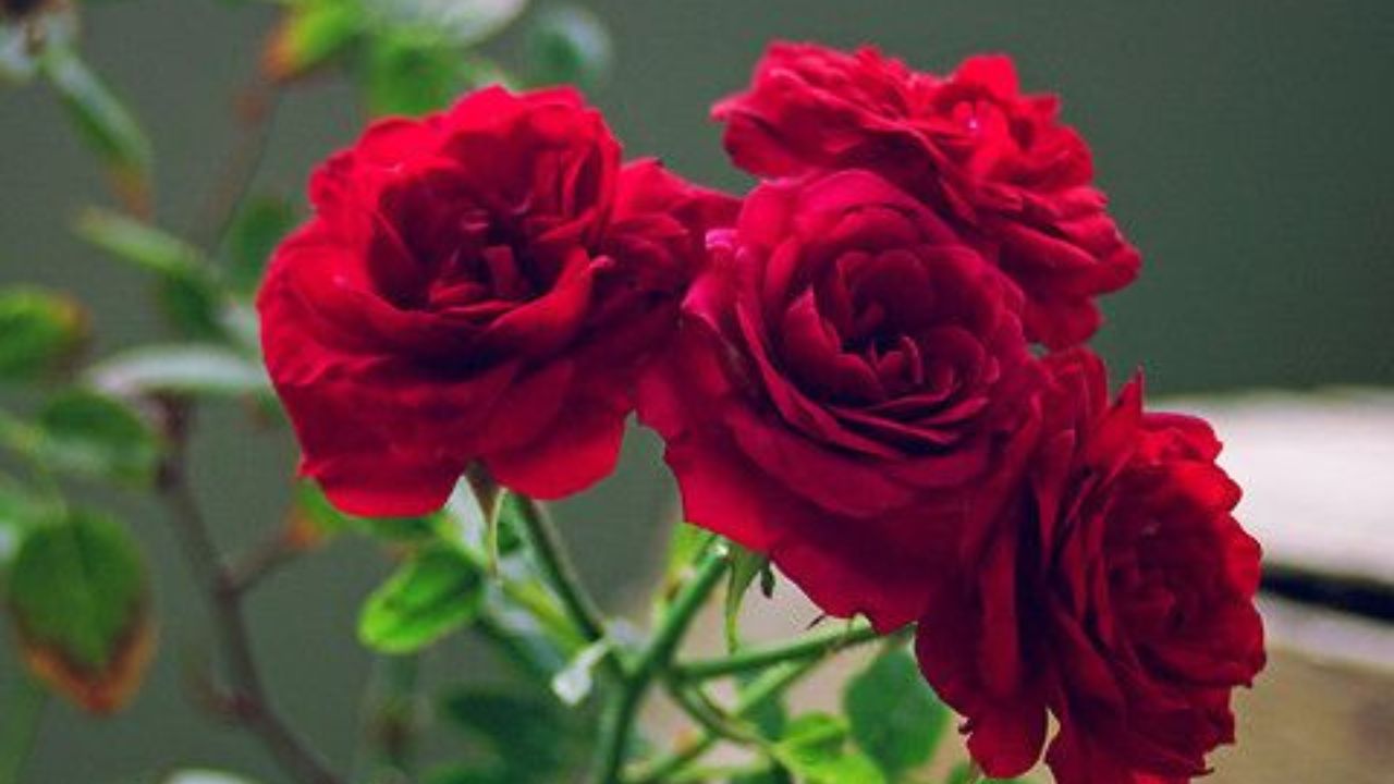 तोंडातून दुर्गंध वास येत असेल किंवा घसा खवखवत असल्यास गुलाबाची पाने चावून खावीत किंवा गुलाबाच्या पाण्याने गुळण्या कराव्यात. यामुळे तोंडातील बॅक्टेरीया कमी होण्यास मदत होते. 
