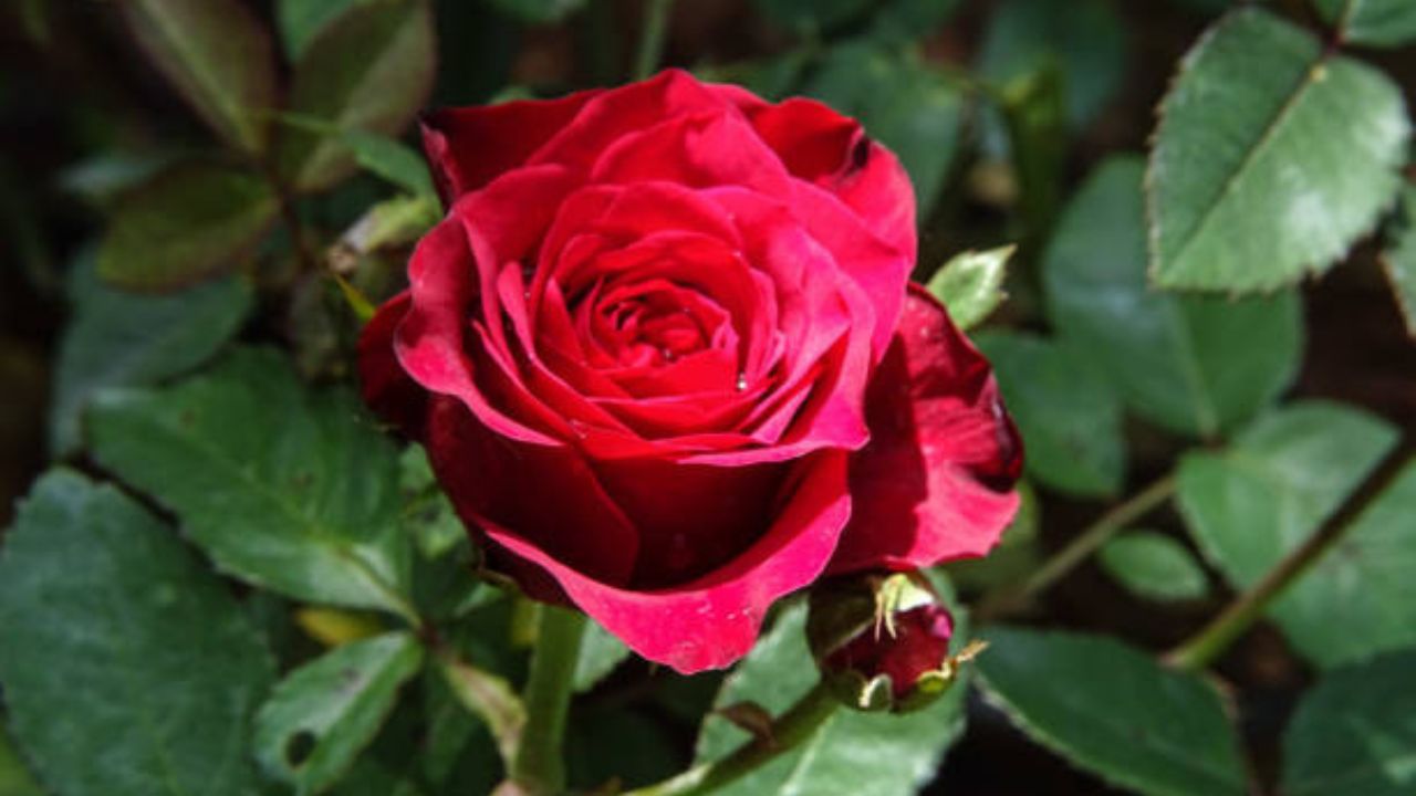 गुलाबाच्या पानापासून बनवलेल्या गुलकंदाचे सेवन पोटात वाढलेली आग कमी करण्यास मदत करते. यामुळे अल्सरच्या वेदनांपासूनही आराम मिळतो. बद्धकोष्ठतेच्या वेळी  गुलकंदाचे सेवन फायदेशीर ठरते. 
