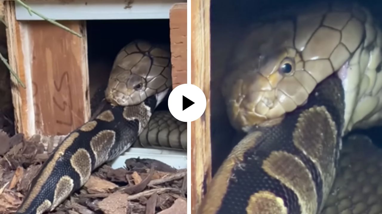 शिकाऱ्याचीच केली शिकार! नूडल्सप्रमाणे सापाला एका झटक्यातच गिळलं अन् किंग कोब्राच्या भयानक शिकारीचा Video Viral