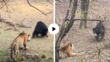 येडा बनून पेढा खाल्ला अन् अस्वलाने वाघाला बनवलं पागल, शिकाऱ्याच्या हल्ल्यातून अशी केली सुटका केली… Video Viral