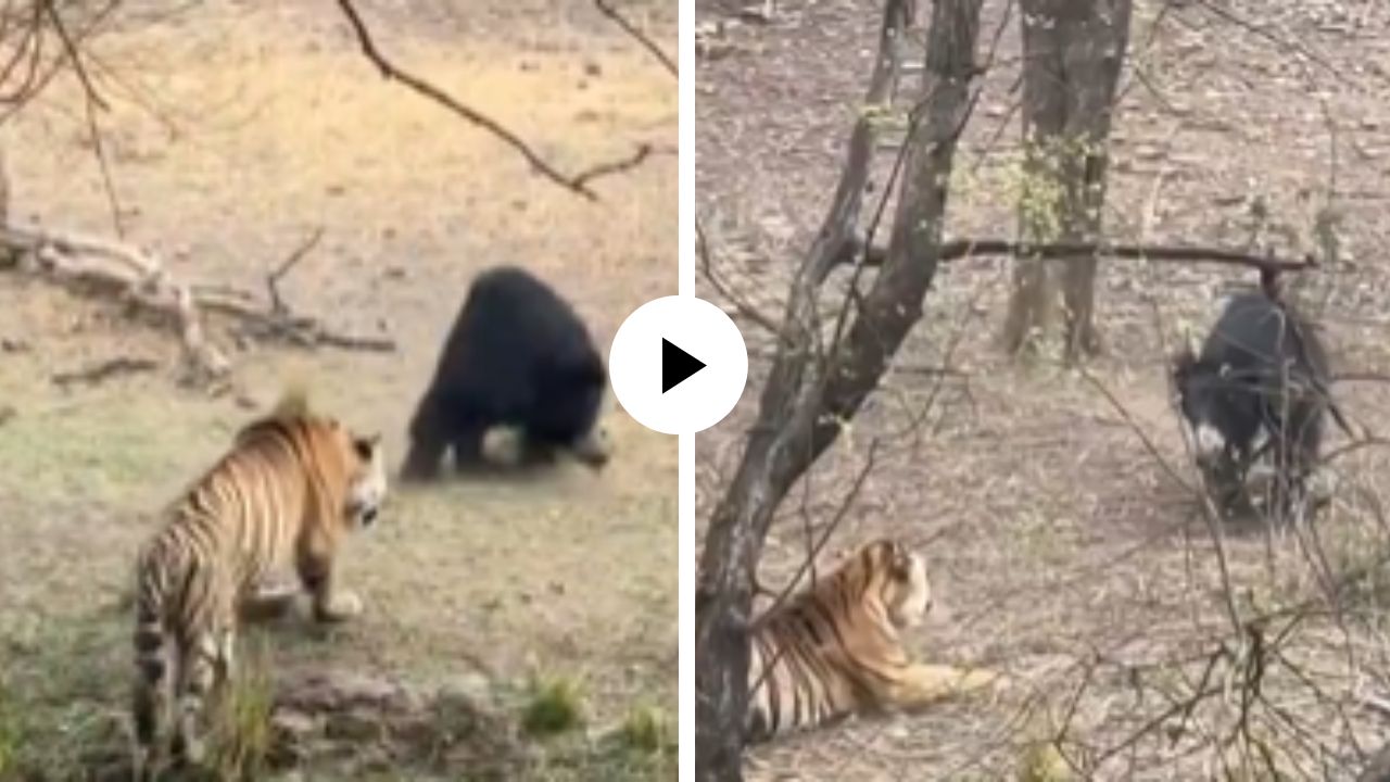 येडा बनून पेढा खाल्ला अन् अस्वलाने वाघाला बनवलं पागल, शिकाऱ्याच्या हल्ल्यातून अशी केली सुटका केली… Video Viral