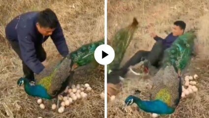 पोरांसाठी माया…! चोर मोरणीची अंडी चोरायला गेला, पण मोराने उडी मारत अशी अद्दल घडवली की… मजेदार Video Viral