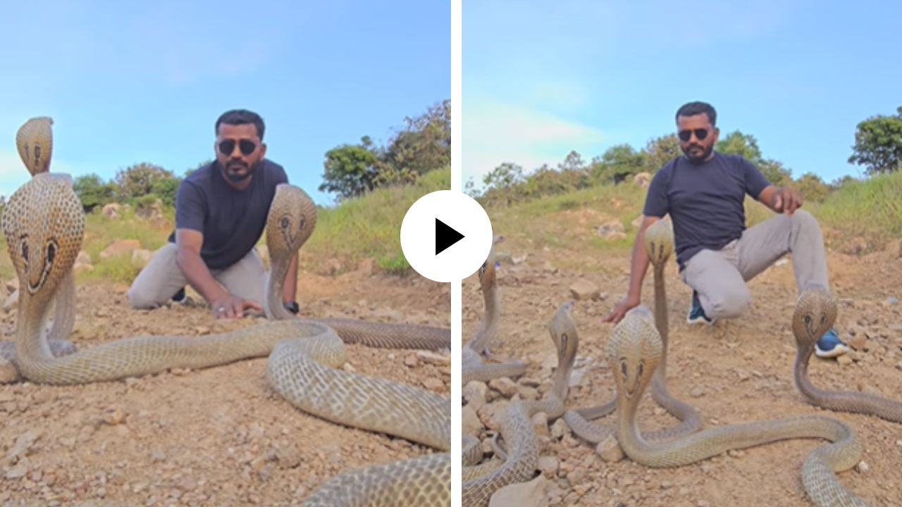 एक दोन नाही तर तब्बल 5 कोब्रांना समोर घेऊन व्यक्तीने केलं असं काही की… पाहूनच उडेल थरकाप; Video Viral