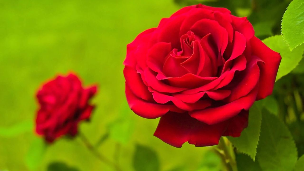 फक्त सुगंधच नाही तर औषधी वनस्पतींचा खजिना आहे देसी गुलाब, पचनापासून मायग्रेनपर्यंतच्या अनेक समस्यांवर ठरते रामबाण उपाय