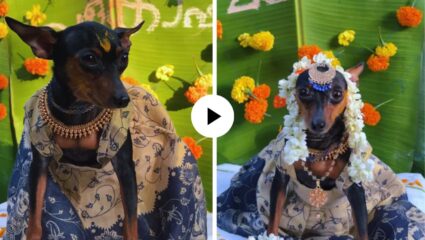 छोटुसा फ्रॉक, गळ्यात घातला नेकलेस अन् डोक्यावर फुलांचा गजरा… प्रेग्नंट डॉगीसाठी मालकाने केलं क्युट बेबी शॉवर, Video Viral