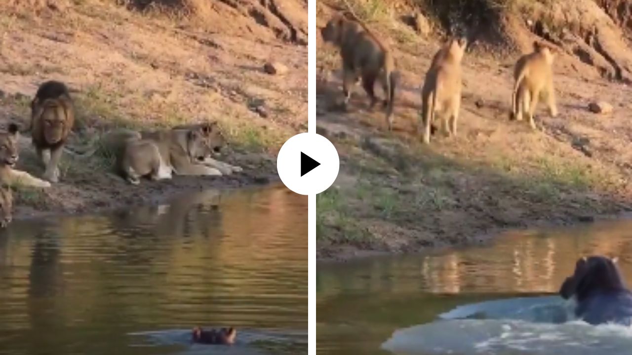 नदीकाठी आराम करत असलेल्या सिंहाच्या कुटुंबाने एका क्षणात काढला पळ, पाण्यातून निघाला भयानक प्राणी… Video Viral