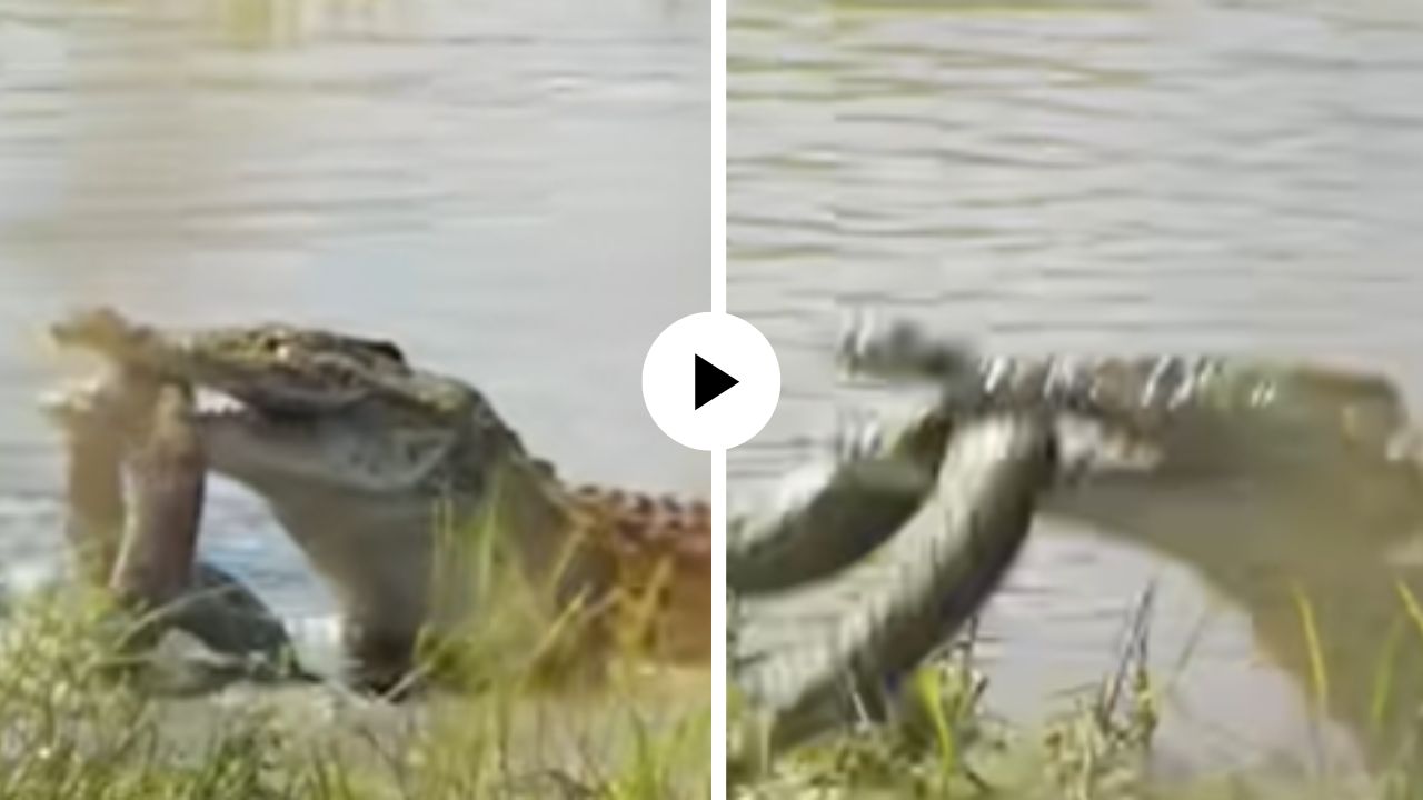 पाण्यामध्ये झाली भयानक लढाई, मगरीच्या जबड्यात अडकला अजगर; थरारक दृश्ये अन् पुढे जे घडलं… Video Viral