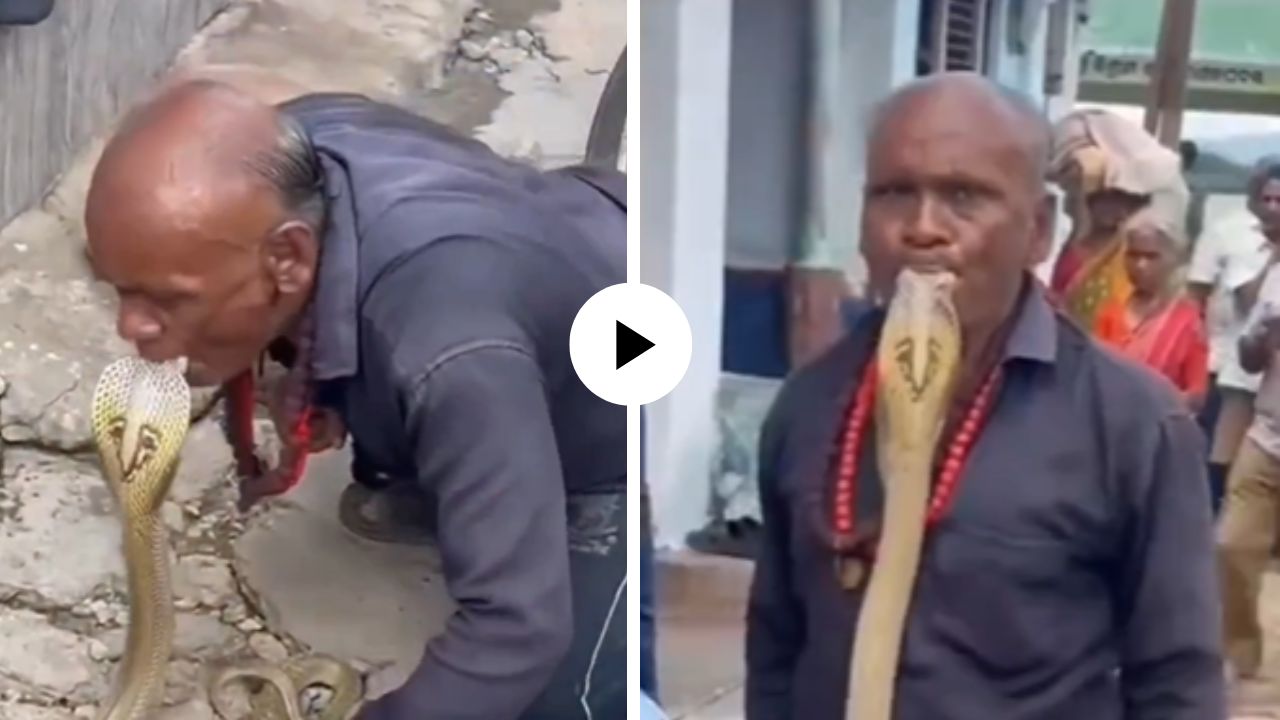 काकांचं प्रेम लय जबरी थेट किंग कोब्रालाच जाऊन केली Kiss, लोक म्हणाली “अहो, यमराजांना तरी घाबरा”; Video Viral