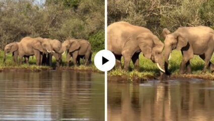 पाण्यात बुडत होत हत्तीचं पिल्लू, वाचवण्यासाठी आईसह संपूर्ण कुटुंबाने घेतली धाव; हृदयस्पर्शी Video Viral