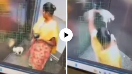 बाई आहे की सैतान! लिफ्टमध्ये मोलकरणीने केली श्वानाची हत्या, पकडून असं आपटलं… पाहून सर्वांचे हृदय हेलावले; Video Viral