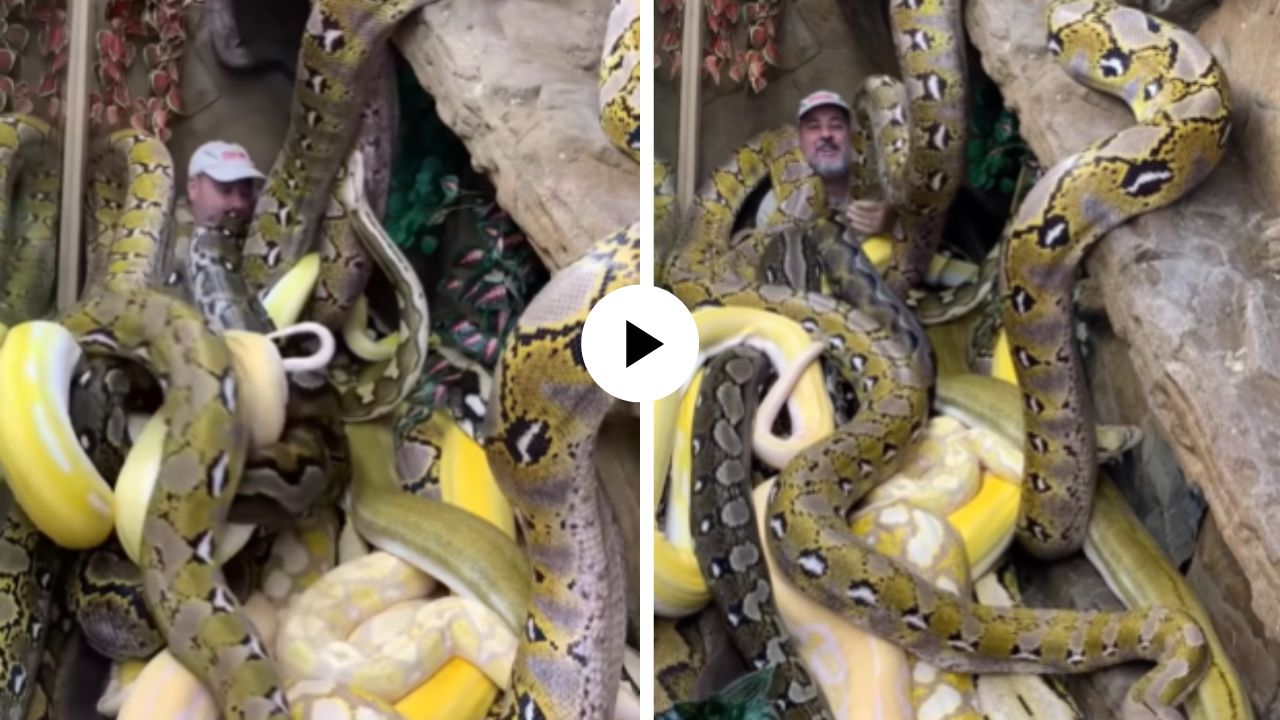 अजगरांच्या वस्तीत काकांची खतरनाक एंट्री, हसत हसत जाऊन झोपला अन्… पाहून सर्वांचाच थरकाप उडाला; Video Viral