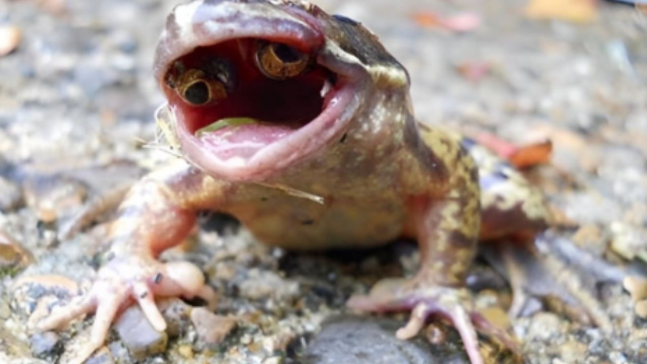 अद्भुत! जगातील सर्वात विचित्र बेडकाचा लागला शोध, तोंडाच्या आत लपवून ठेवतो आपले डोळे; पाहाल तर विश्वासच बसणार नाही