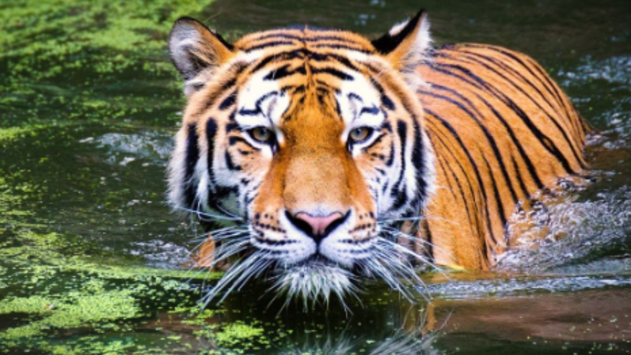 वाघ पडला प्रेमात, जोडीदाराच्या शोधात नदी-जंगलं पार केली अन् महाराष्ट्रातून त्याने घेतली तेलंगणात एंट्री; रंजक प्रेमकथा झाली Viral