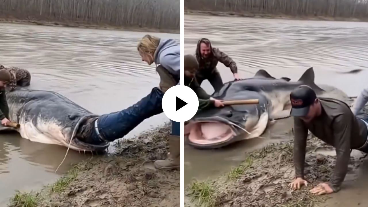 भयानक! विशालकाय माशाने चक्क जिवंत माणसाला गिळलं, अर्धे शरीर आत तर अर्धे बाहेर… अंगाचा थरकाप उडवणारा Video Viral