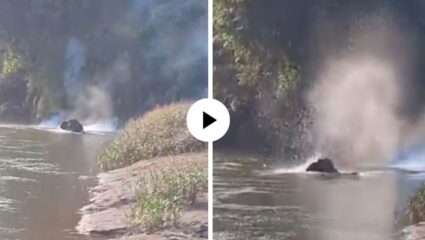 माणुसकीचा अंत! नदीत आंघोळ करणाऱ्या ओंकार हत्तीच्या अंगावर टाकला सुतळी बॉम्ब, हादरवणारी दृश्ये अन् Video Viral