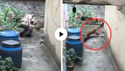 कोल्हापूरात बिबट्याने माजवला धूमाकूळ, पोलिसांवरच केला हल्ला, अधिकाऱ्याने पळत पळत वाचवला जीव; Video Viral