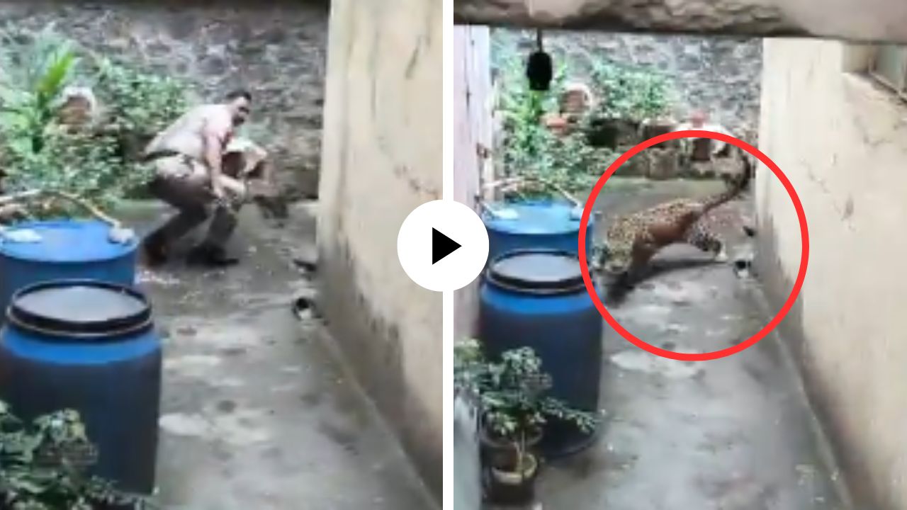 कोल्हापूरात बिबट्याने माजवला धूमाकूळ, पोलिसांवरच केला हल्ला, अधिकाऱ्याने पळत पळत वाचवला जीव; Video Viral