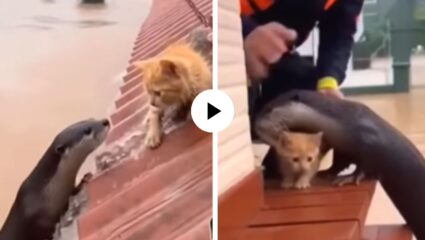 पुरात अडकलेल्या मांजरीची चिमुकल्या प्राण्याने केली मदत, कडेवर घेऊन बोटीपर्यंत पोहचवलं; पाहून सर्वांनाच ऊर आला भरून… Video Viral