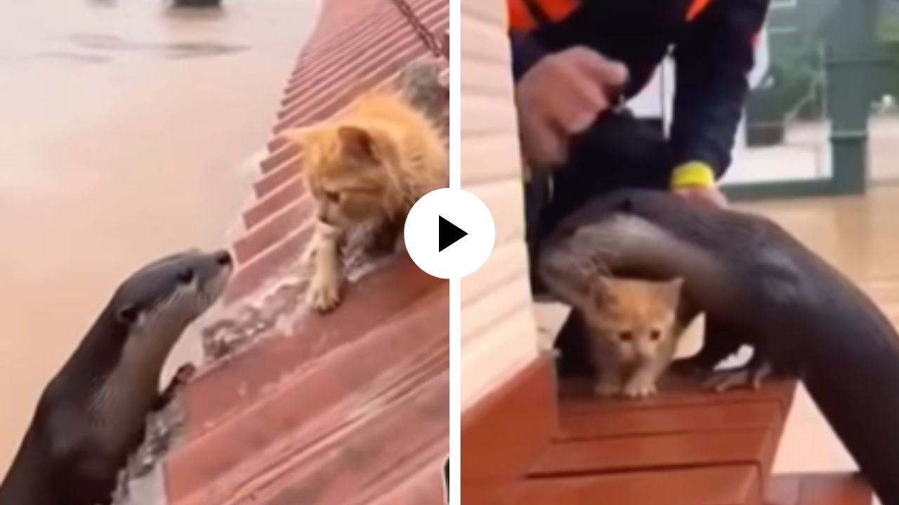 पुरात अडकलेल्या मांजरीची चिमुकल्या प्राण्याने केली मदत, कडेवर घेऊन बोटीपर्यंत पोहचवलं; पाहून सर्वांनाच ऊर आला भरून… Video Viral