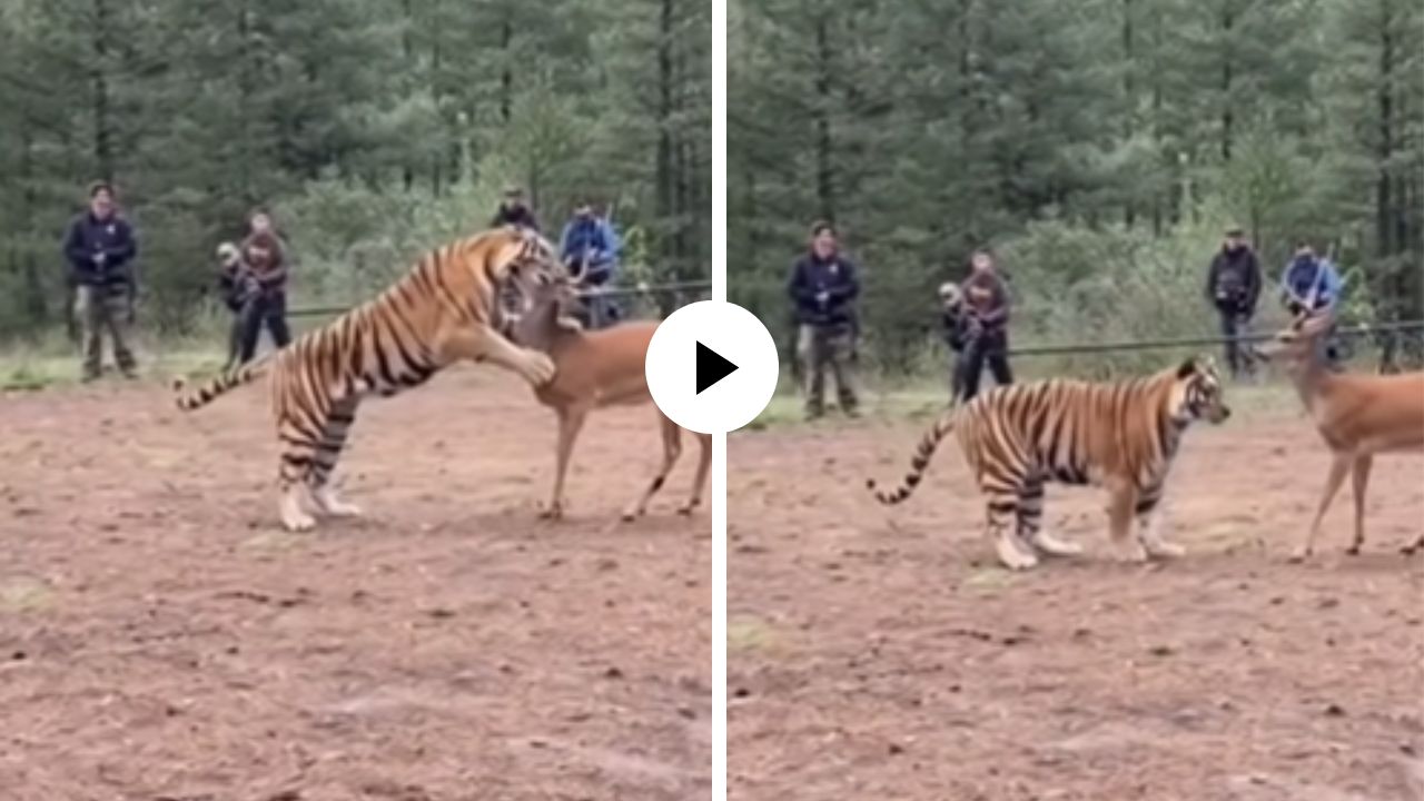 वाह क्या ॲक्टिंग कर रहा है! ॲक्शन बोलताच हरणावर वाघाने केला हल्ला अन् कट बोलताच क्षणात मागे झाला, शूटिंगचा मजेदार Video Viral