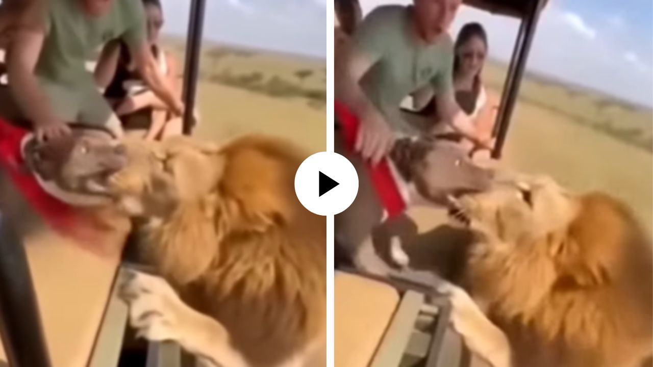 जंगलाच्या राजाने खाल्ला कुत्र्याचा मार, जबडा पकडून असा खेचला की वेदनेने सिंहही हादरला; Video Viral