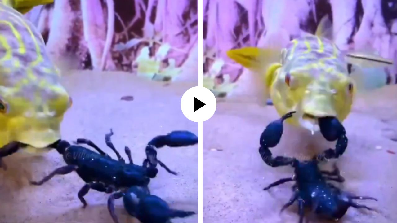 विषारी विंचूची माशाने केली शिकार, आधी शेपटी खाल्ली अन् फिशपॉटमध्येच सुरु झालं घमासान युद्ध… Video Viral