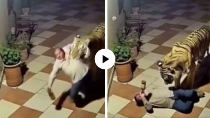 Video Viral : दारूच्या नशेत इतका बुडाला की अखेर वाघानेच मद्यपीला घरी आणून सोडलं… म्हणाला, “बस कर भावा, घरी जा”