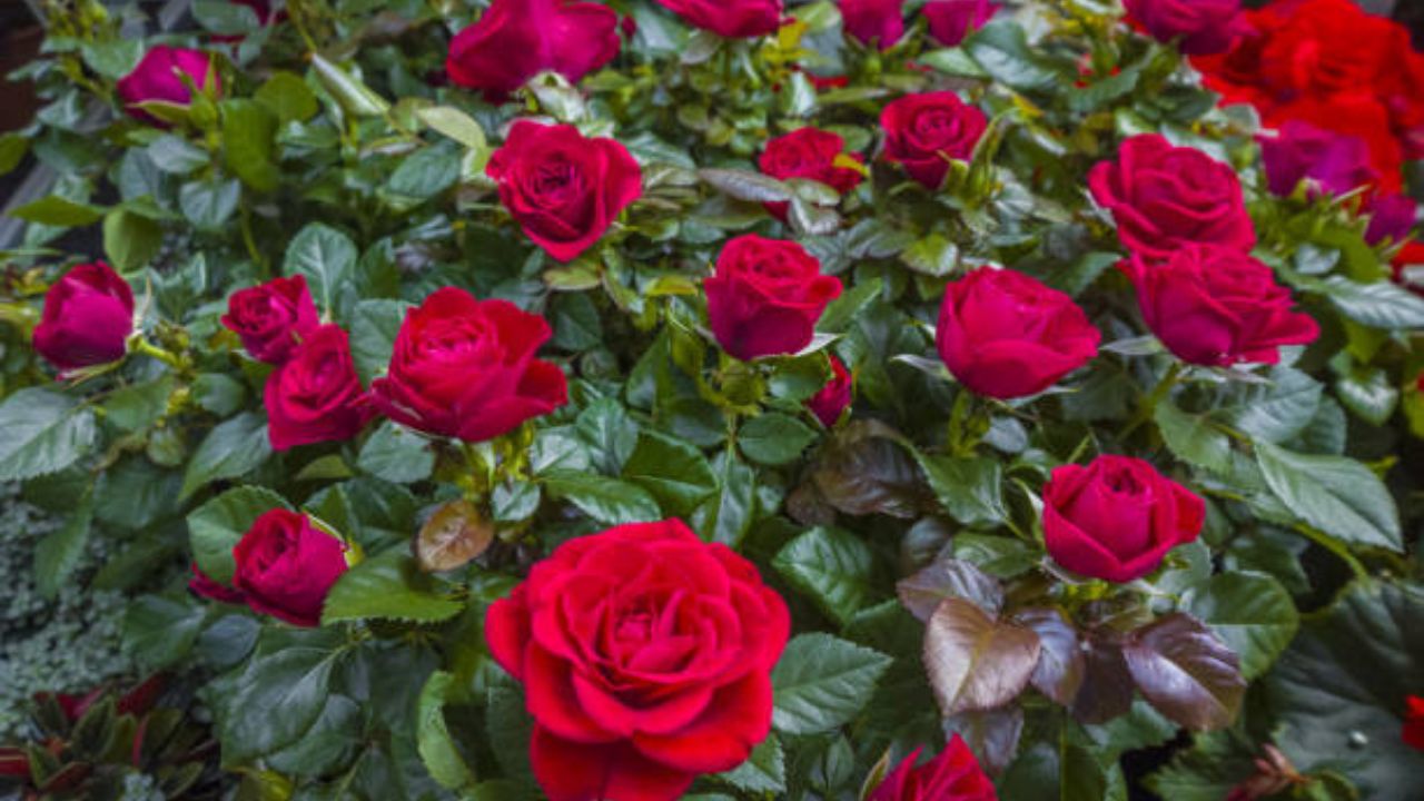 मायग्रेशनसाठी देसी गुलाब तेलाचा वापर करा. यामुळे डोकेदुखी दूर होते. यासाठी गरम पाण्यात गुलाब तेलाचे काही थेंब घालून वाफ घ्या. यामुळे डोकेदुखीच्या समस्येपासून आराम मिळतो. 
