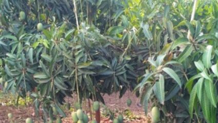 Ratnagiri News : लांबलेल्या पावसामुळे मोहर कुजण्याची भीती ; आंबा उत्पादकांना बसणार फटका