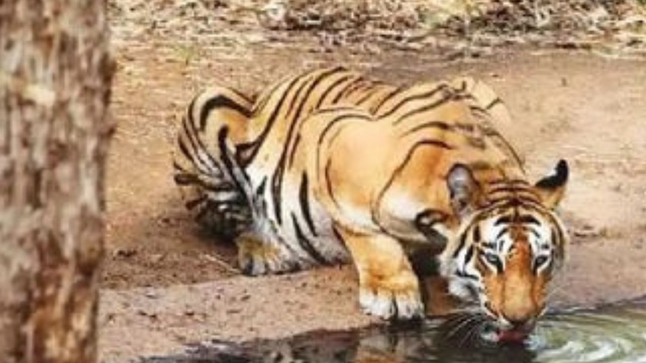 Satara News : ताडोबातील वाघीण अखेर दाखल; सह्याद्री व्याघ्र प्रकल्पात ‘तारा’चे आगमन