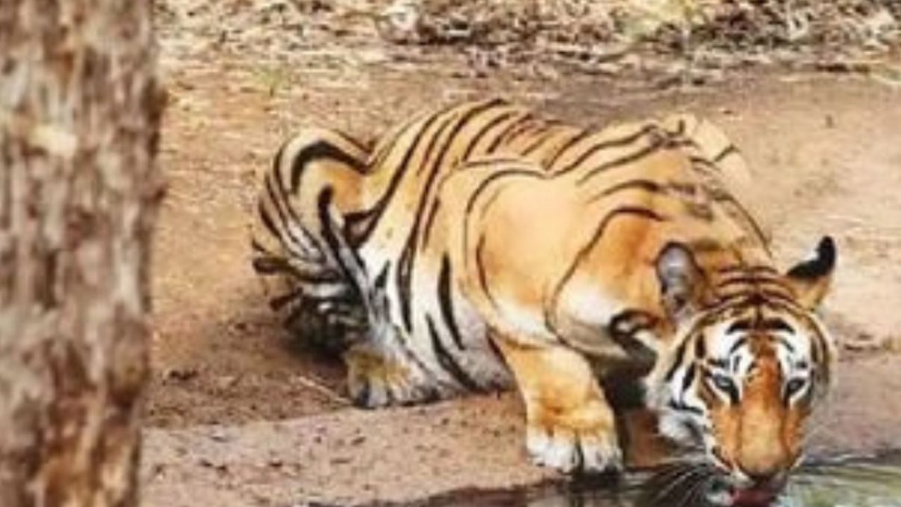 Satara News : चांदोली राष्ट्रीय उद्यानात व्याघ्र संवर्धनाचा नवा टप्पा; सह्याद्री व्याघ्र प्रकल्पामुळे तारा वाघिणीचा मुक्त संचार