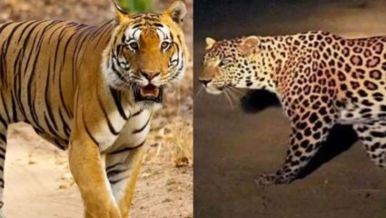 महाराष्ट्रात वाघ आणि बिबट्यांचे हल्ले सुरूच, ३ वर्षांत १७,०४४ जणांचा मृत्यू, वाघांच्या मृत्यूची आकडेवारी चिंताजनक